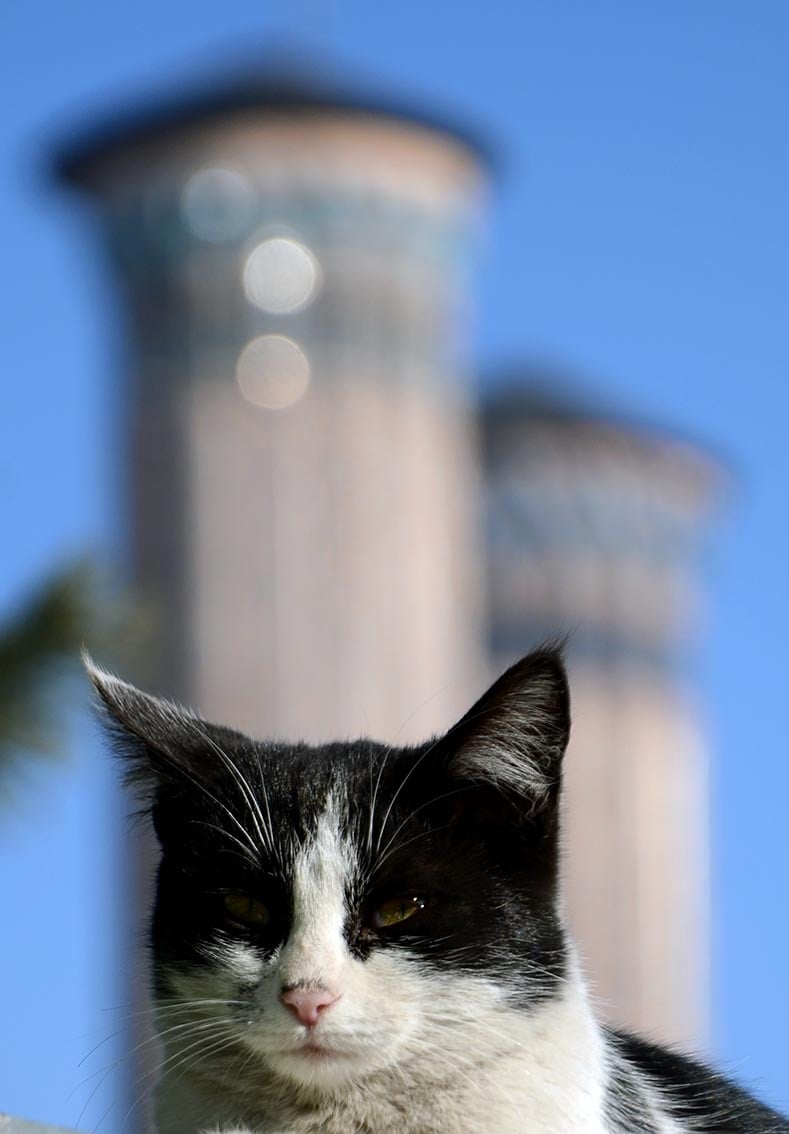 Hayatın içindeki bütün kavgaların,
koşturmacaların, beklentilerin, umutların,
heveslerin ve cebelleşmelerin ardından;
-Kısmetse olur...
teslimiyetini çok seviyorum.
Kısmetse olur, değilse olmaz...

Çifte Minareli Medrese | Erzurum