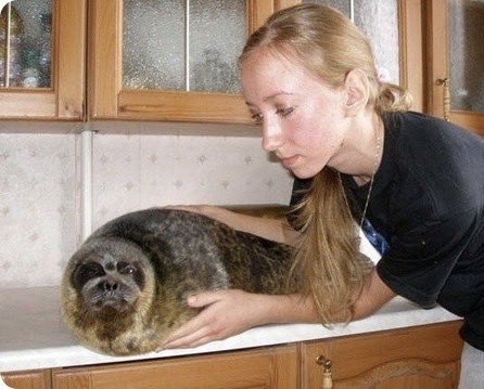 fat_nerpa's tweet image. Mom’s not home = seal on the counter