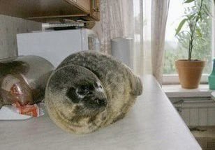 fat_nerpa's tweet image. Mom’s not home = seal on the counter