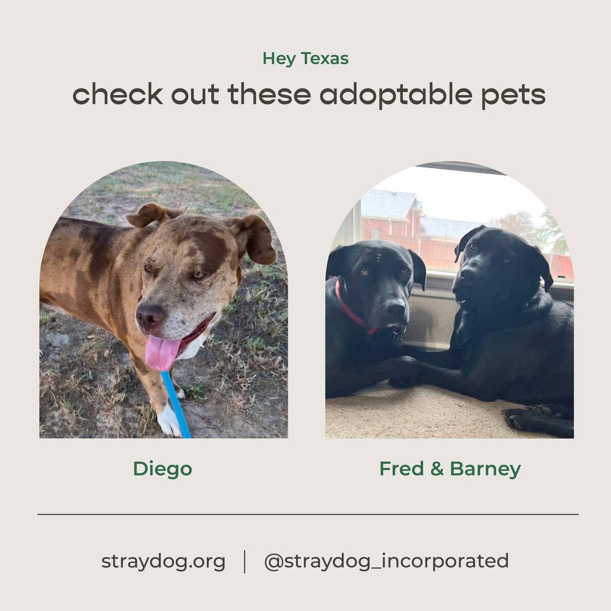 Freshpet's tweet image. We&apos;re excited to introduce Straydog, our newest partner shelter! We&apos;re honored to play a part in their mission to rescue, nurture, and find loving homes for dogs. These special pups are looking for their forever homes, and they can&apos;t wait to meet you! 💚 #adoptablepets