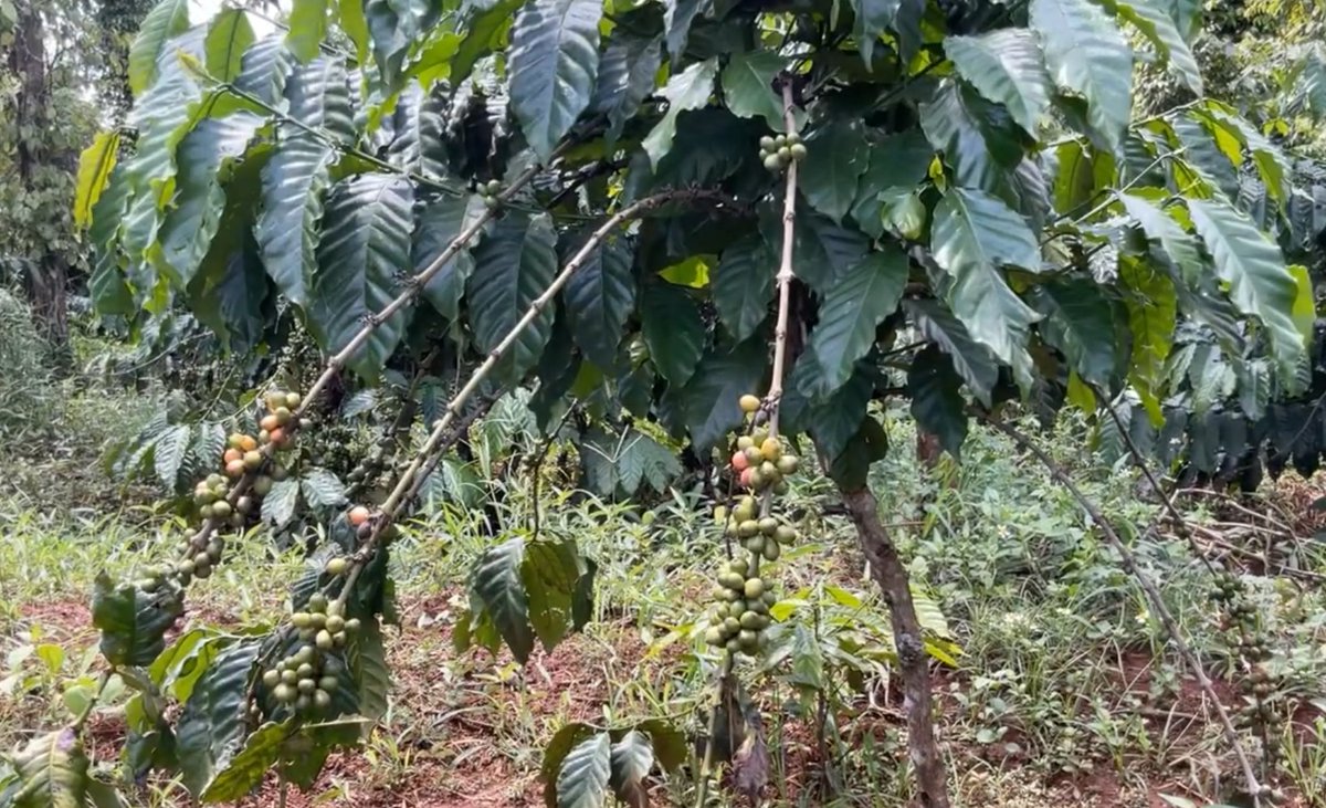 SpillingTheBean's tweet photo. #KC Vietnam DISASTER outlook for 2024-25 #coffee crop confirmed!! See the evidence FIRST HAND!!

*Buon Ma Thuot, Sep. 25 (SpillingTheBeans)--LIVE FROM VIETNAM the new 2024-25 coffee harvest is going to be sharply down after suffering a severe 3-4 months drought followed by 6-8 weeks of extreme heat which has caused yields to drop average 30-50% to the LOWEST levels in 10-15 years or more. Travel with @SpillingTheBean aka The Indiana Jones of Coffee and see the evidence firsthand of how little fruit is on the branches ahead of the new harvest start!!