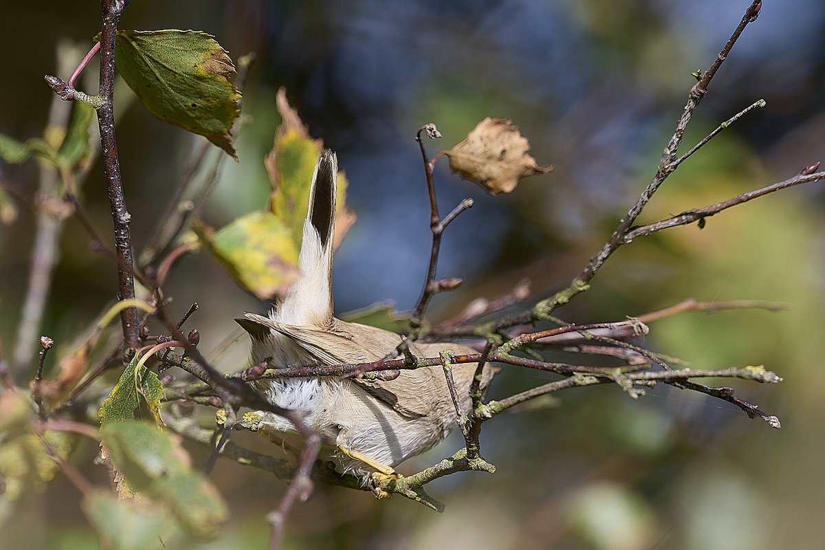 A very obliging Asian Desert Warbler at Winterton today. @NorfolkNats