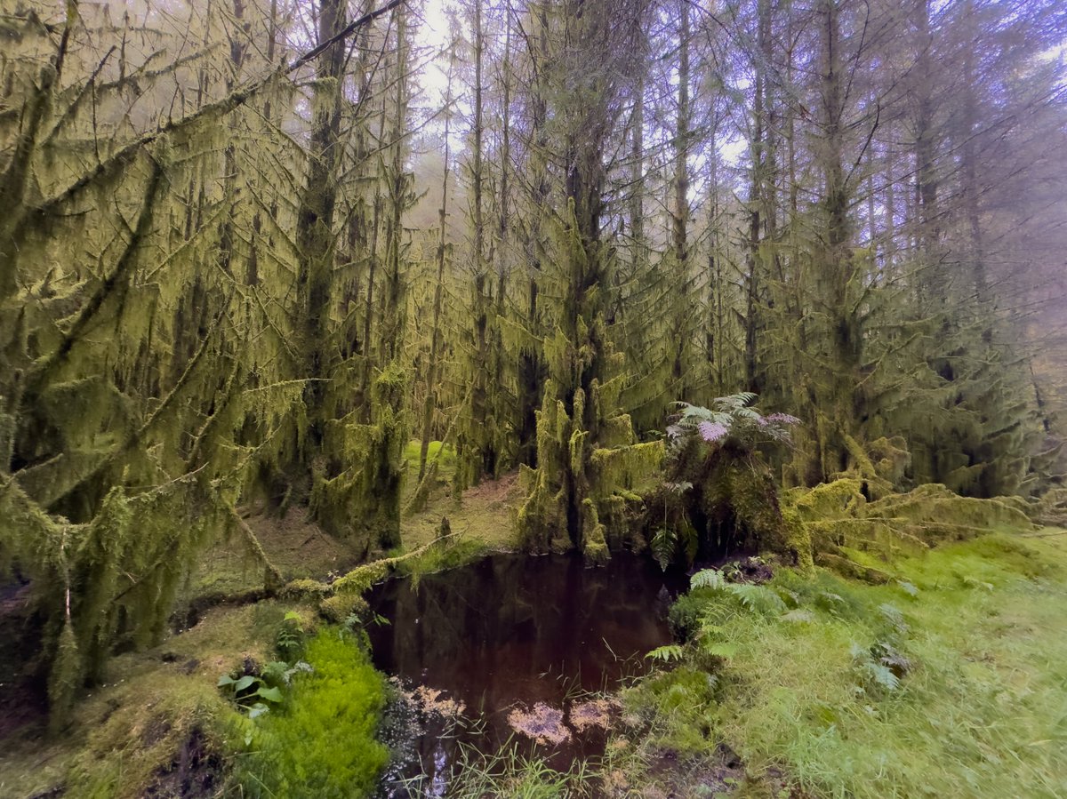 Jack of the Green has moved to a forest in the Borders this winter