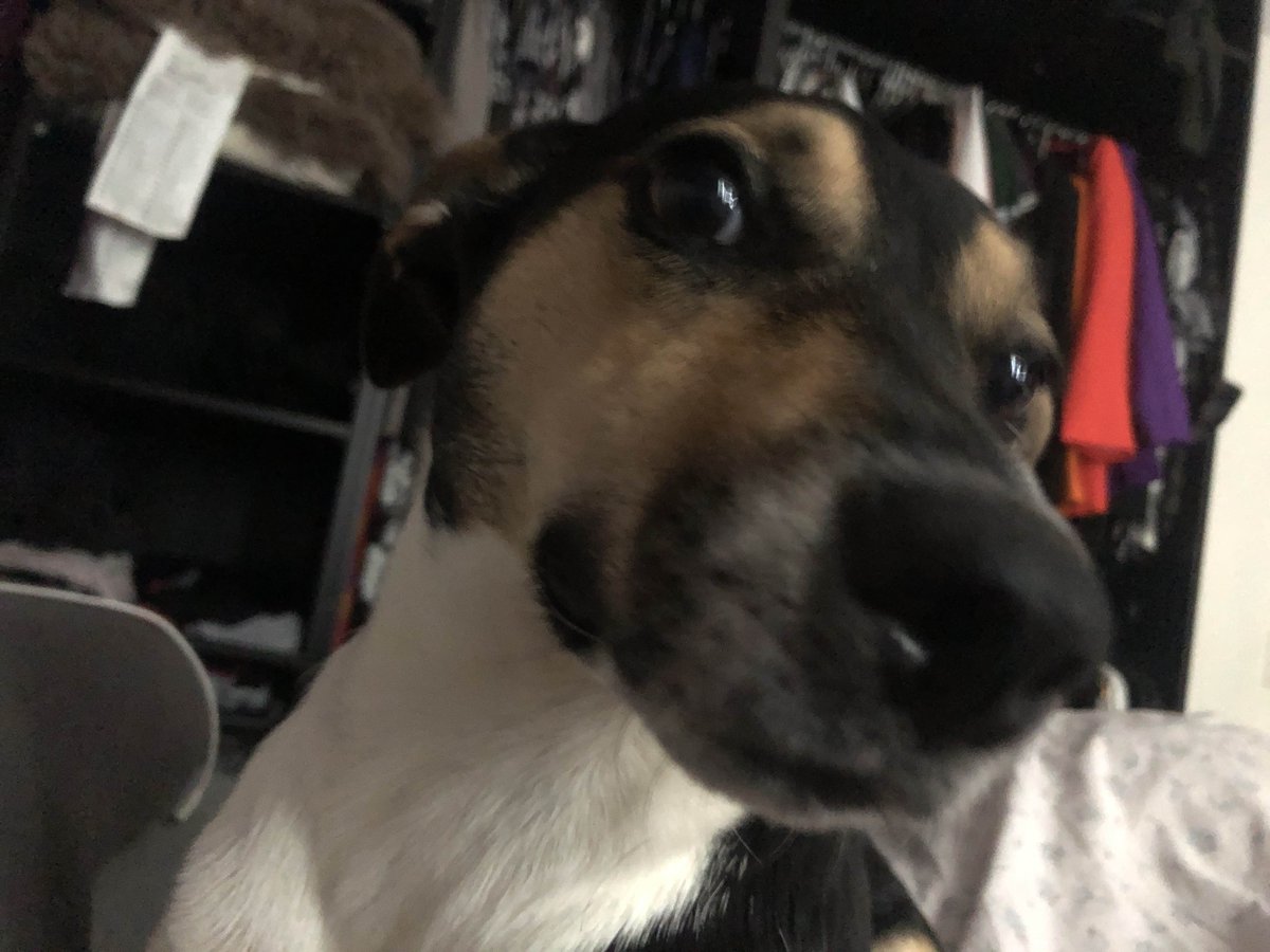 fearLess__CS's tweet photo. @NadeKing This is Kiwi and she's a big fan of Skins. Especially the free kind. https://t.co/6bZqbOjvGF