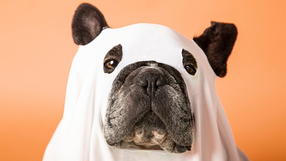 ShaebaCorp's tweet photo. DIY Halloween Costume Contest 🎃

Show off your creativity and win a marketing strategy session! Share photos of your homemade Halloween costume.

Marketing Tip: Engage your audience with fun contests &amp; giveaways.

#HalloweenCostumeContest #DIY #GetCreative #Spooky #MarketingTips https://t.co/OfunRjw86e