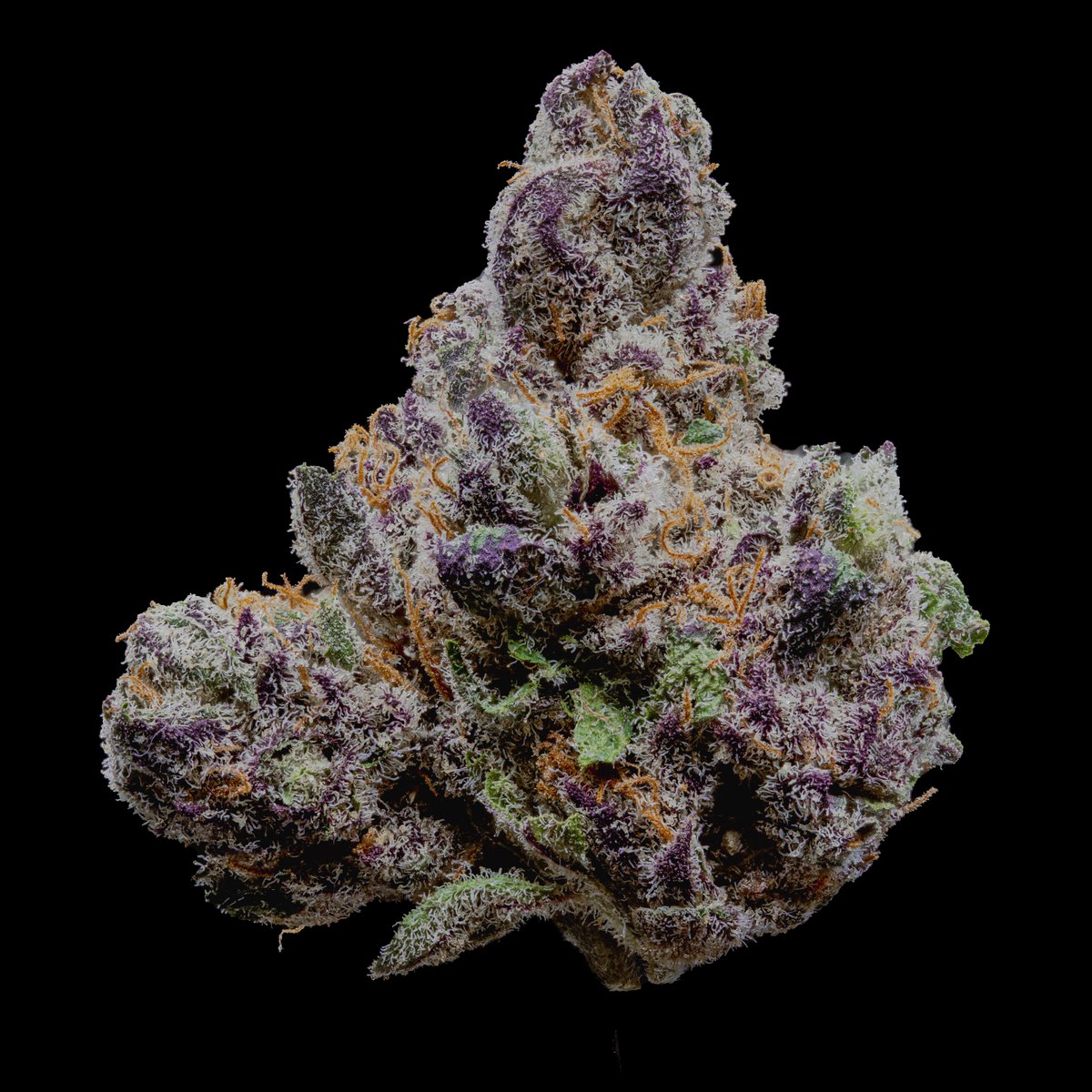 DankCzar_WA's tweet photo. Have you Tried our Pave Flower? This is a cross of Paris OG x The Menthol #canna #cannabis #weed #weedlife #cannafam #oil #extract #solventless #diamonds #diamond #sauce #terps #terpenes #thca #thc #extracts #solvent #liveresin #live #stoner #stonerfam #washington #WA #seattle https://t.co/m4XYYZQqF1