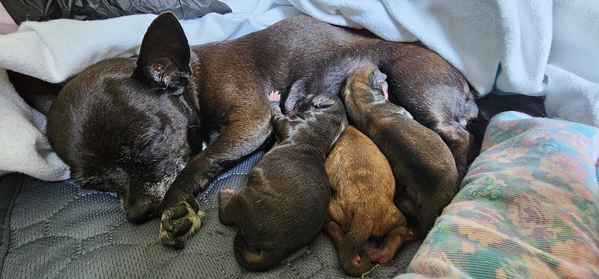 We've been working on our latest <a href="/WUFFI_Inu/">WUFFI!</a>  😁
Fresh Wuffi Wuff Wufs!