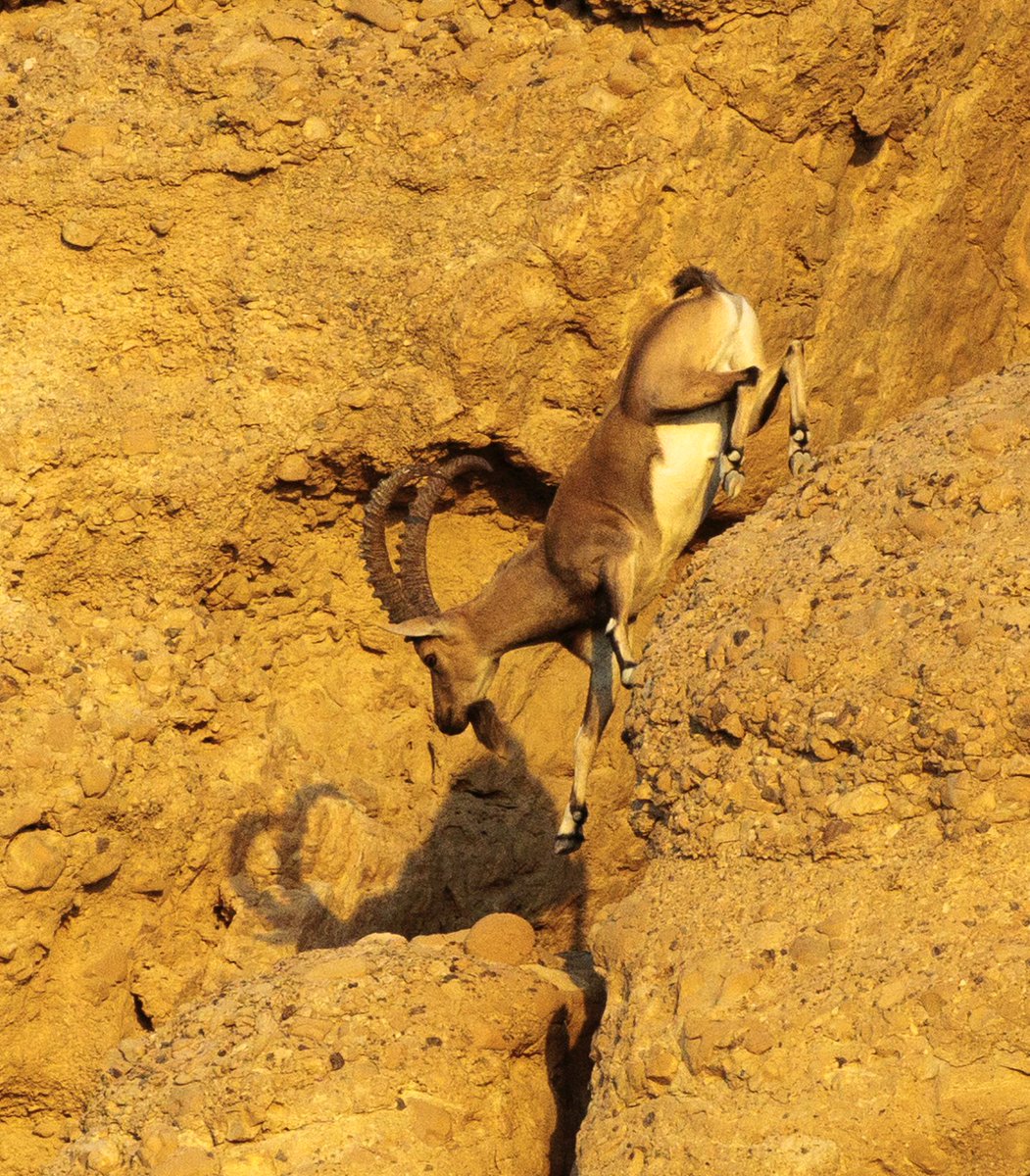 An ibex in Ein Gedi