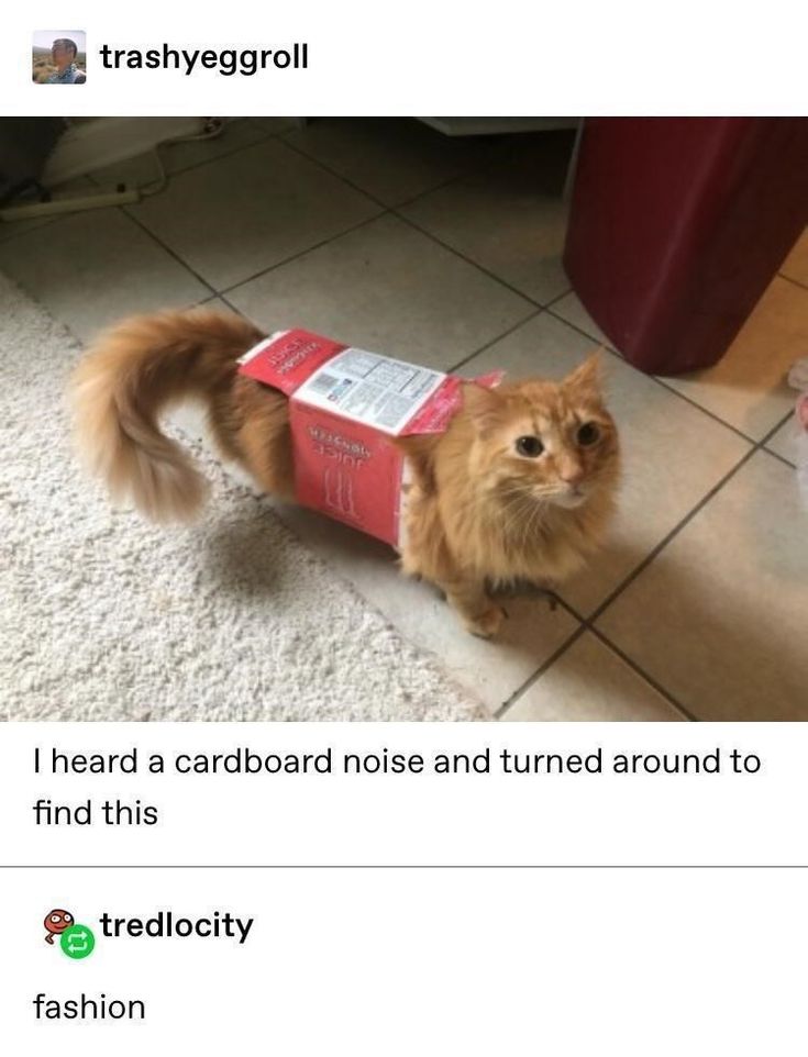 kidsfunnyzone's tweet photo. This is the right place to know about funny cat photos 😹😹😂 #FunniestVideos #dog #Cat #cats #fun #dogs #CatsOfTwitter https://t.co/rSBplk6UsI