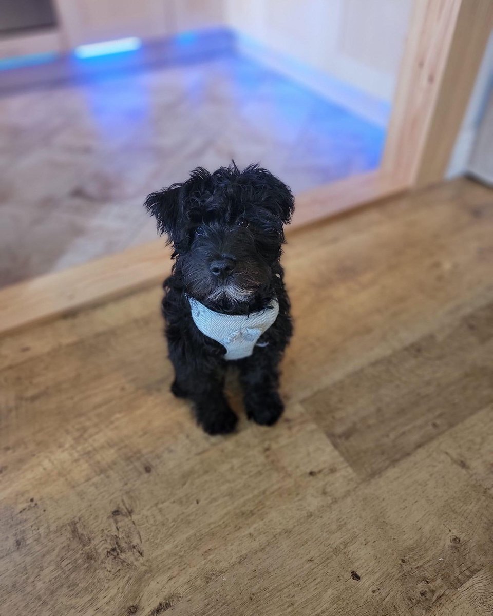 Otto will be a first timer as he hits the beach at Barry Island on Sunday for #Schnauzerfest 🐾🧡🐾 

Is it your first October supporting walks for the charity or have you been here from the start, or somewhere in between? Tell us in the comments and where you’re walking 🙂