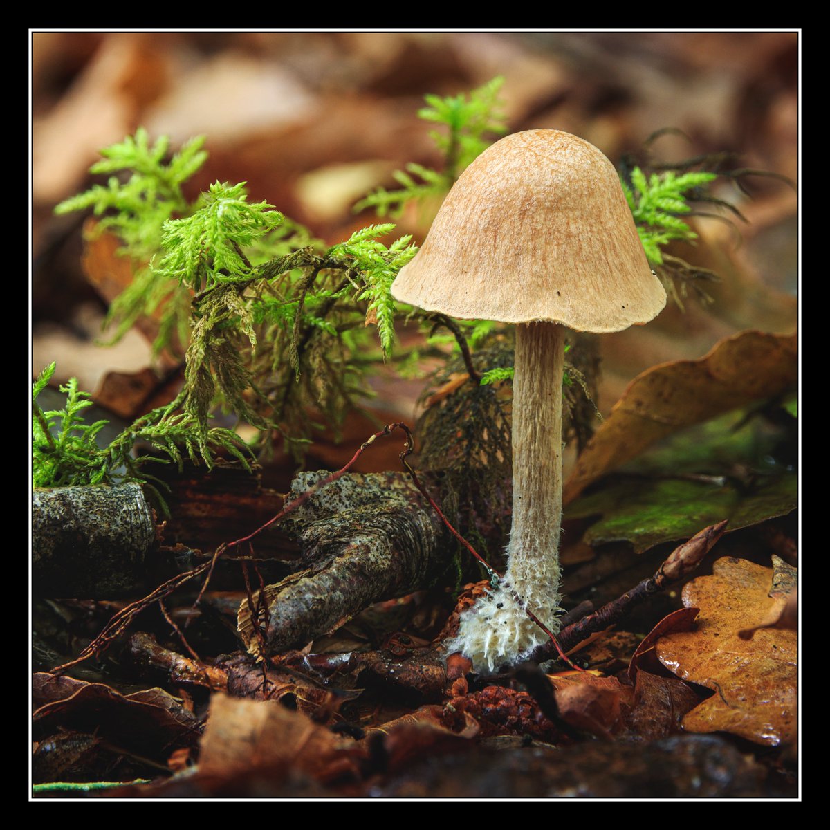 A few photos of mushrooms from my wander around the forests near Dunkeld.