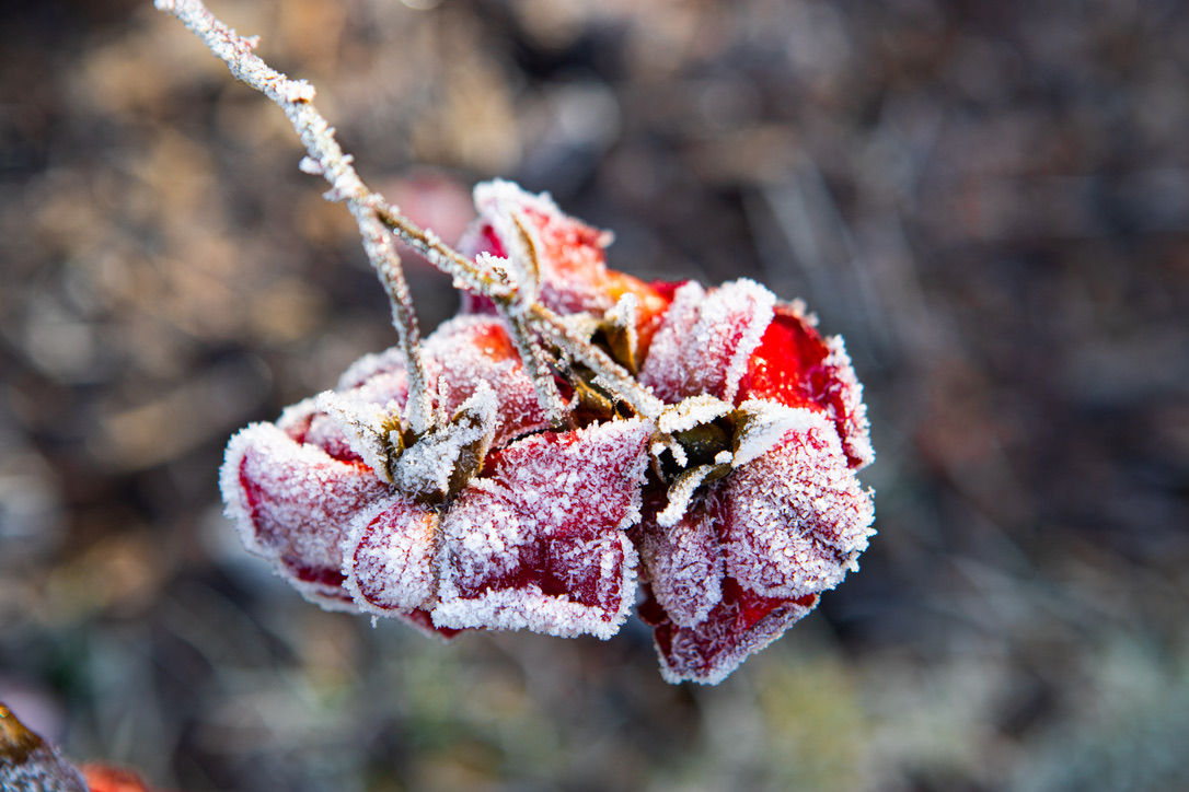 Winter is coming! Did you capture its first breath like this frosty rose? Drop your photos below. Let's freeze in time this beautiful thread. 🌨️ #rose #winter #photography. Retweet to spread the chill!"