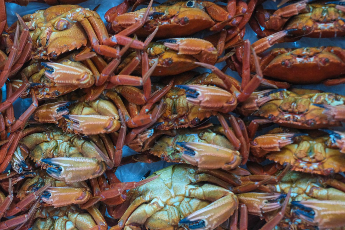 alvientooo's tweet photo. De la ría a tu plato, pasando por la cetárea de O Grove. Así es como se disfruta del marisco en Galicia. #GaliciaSabeAmar #Slowfish @MarXunta @deondesenon @slowcompostela https://t.co/A6jffVfFD5