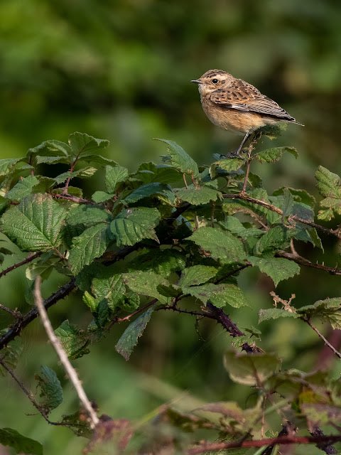 The second ever Yellow-browed Warbler,  Great &amp; Cattle Egrets plus a tame Black-necked Grebe were among September bird highlights @E17Wetlands. Thanks to <a href="/Elliott81758817/">Sam O'Donnell</a>. <a href="/Chris_Farthing/">Chris Farthing</a> <a href="/sjnewton/">Steve N</a> and MK, MLP &amp; ADH  for photos