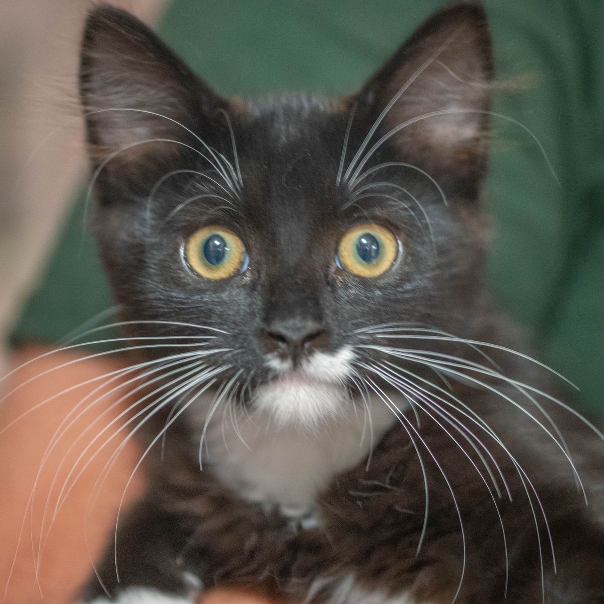 pawsatlanta's tweet photo. Thank you to @petfinder_fnd for awarding PAWS Atlanta a Pet Adoption Grant! We will use this grant to make adoptions more accessible to everyone in our community. This grant has already sponsored a number of adoptions in September, including Magnus Bane and Little Oliver! https://t.co/CJQm4UAEfC