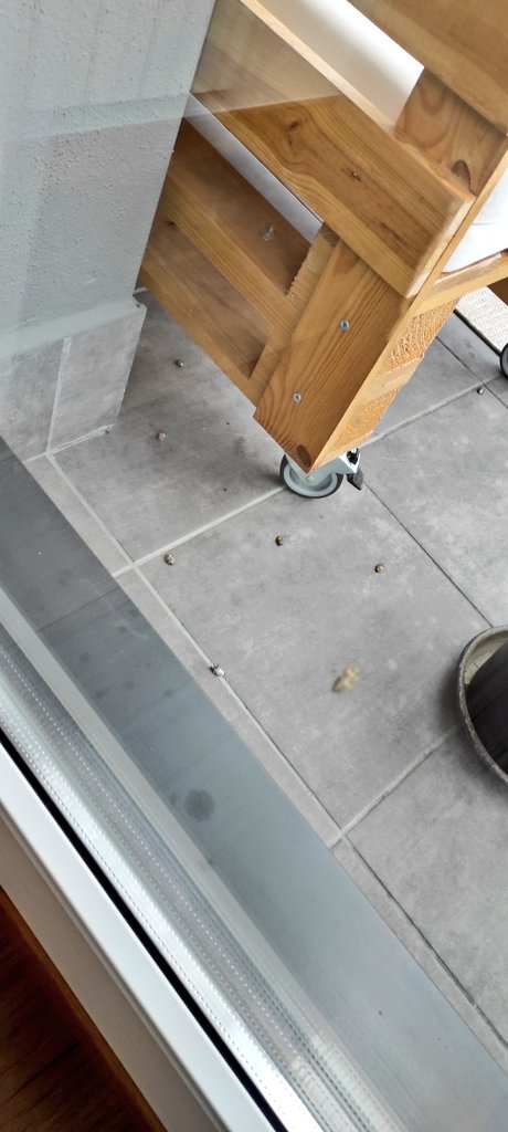 <a href="/LaudiokoUdala/">Laudio (Udala - Ayuntamiento)</a> 

Hola! ¿Tenéis pensado hacer algo contra esta plaga?  Gracias!

Hay millones de esta especie invasora por nuestras calles y lo peor, en nuestras casas también. ¿De verdad que no se puede hacer absolutamente nada? Es el tercer año padeciendo este calvario.