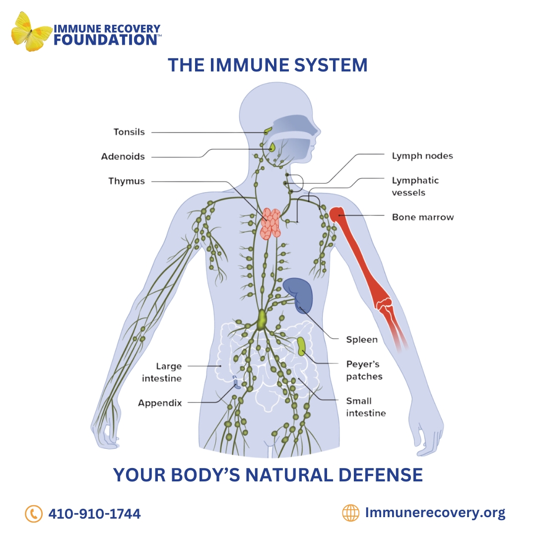 ImmuneRecovery's tweet image. 🛡️ Your immune system = your body’s shield against illness! But for those with chronic illnesses or autoimmune diseases, that shield can weaken.
Learn more: Immunerecovery.org
#ImmuneSystem #motivation #health #healthcare #MedEd #mentalhealth