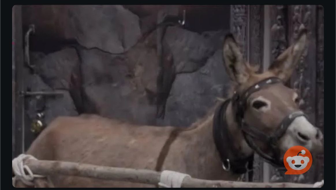 GangstaClaus07's tweet photo. Why have the makers of #Biggboss18  confined this poor donkey to a small space all alone? Who knows what they are doing for him to cry out like that. Makers please get him out. This is animal cruelty. He is an animal, not a prop.
@PetaIndia
@Manekagandhibjp
@ColorsTV
@JioCinema https://t.co/myiompW7Rd