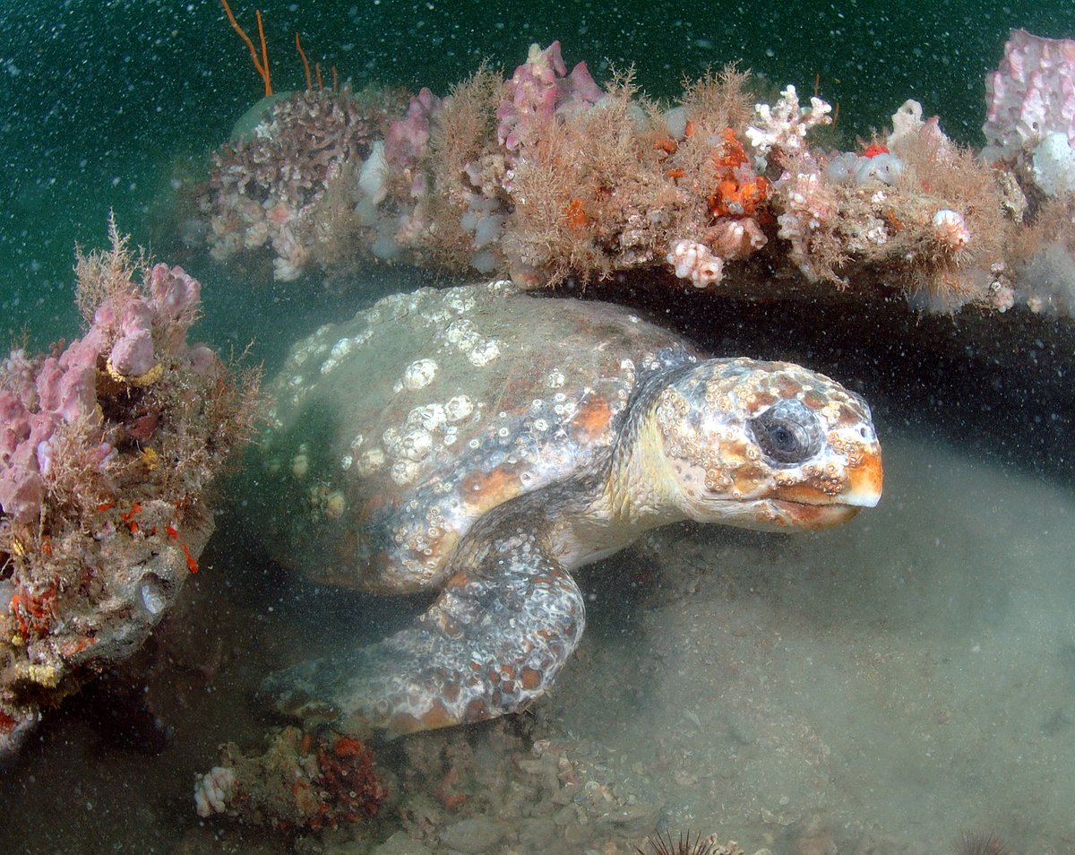 GraysReefNMSF's tweet photo. #DYK that Gray's Reef is home to loggerhead, leatherback, and green sea turtles? These species all call Gray's Reef National Marine Sanctuary home! Female turtles lay eggs on the beaches of South Carolina, Georgia, and Florida between late May and August. #seaturtles #seaturtle https://t.co/LkFy9412ie