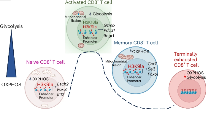 Waggoner Lab (@labwaggoner) on Twitter photo H3K18 & H3K9 lactylation in CD8+ T cells initiates transcription of key genes regulating function and can be targeted to modulate antitumor immunity <a href="/NatImmunol/">Nature Immunology</a> <a href="/SGoswamiMDPhD/">Sangeeta Goswami, MD,PhD</a> <a href="/DeblinaRC/">Deblina Raychaudhuri</a>
@RaiPratishtha
nature.com/articles/s4159… H3K18 & H3K9 lactylation in CD8+ T cells initiates transcription of key genes regulating function and can be targeted to modulate antitumor immunity <a href="/NatImmunol/">Nature Immunology</a> <a href="/SGoswamiMDPhD/">Sangeeta Goswami, MD,PhD</a> <a href="/DeblinaRC/">Deblina Raychaudhuri</a>
@RaiPratishtha
nature.com/articles/s4159…
