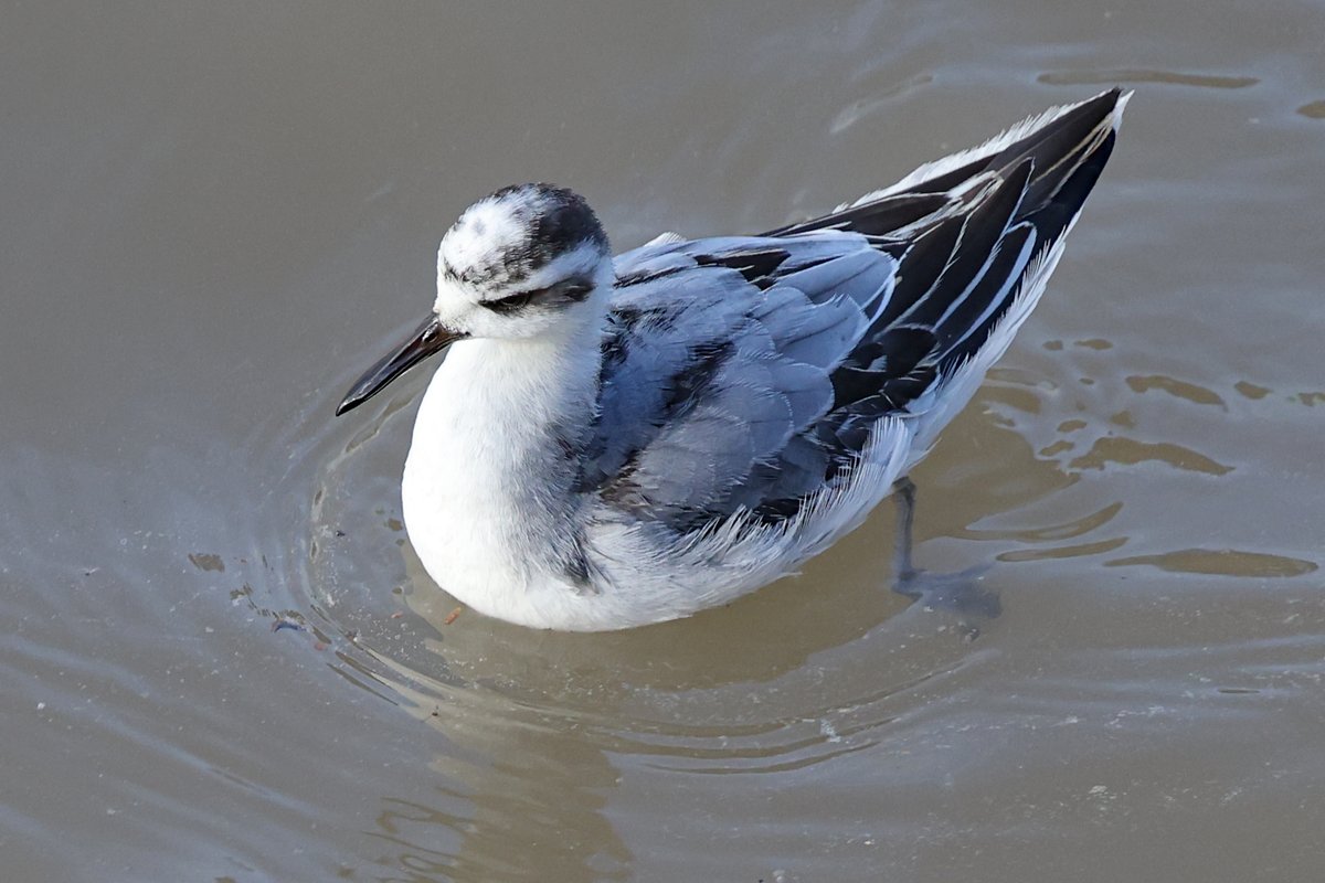 It gave me a bit of a run around this morning, but finally caught up with the Grey Phalarope in Bridlington harbour