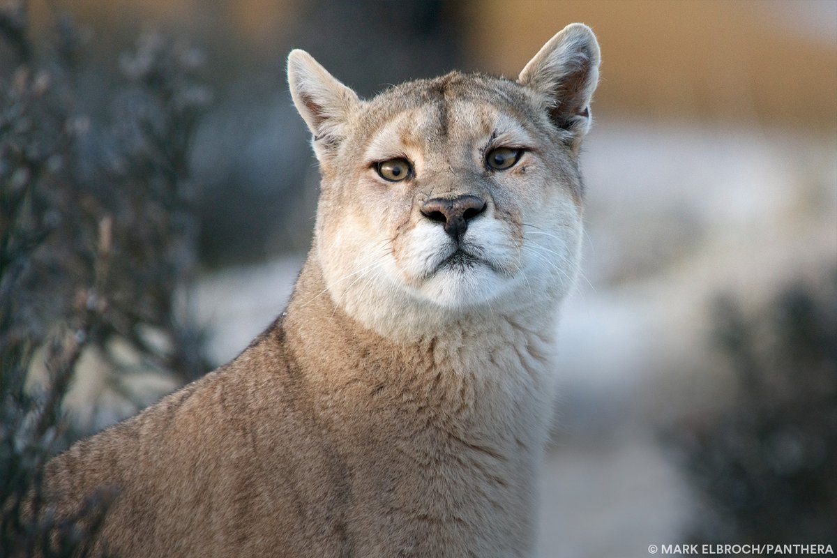 PantheraCats's tweet photo. Discover how pumas in Torres del Paine differ from North American ones. Dr. Mark Elbroch explains the genetics and isolation. Read more: https://t.co/udz8tNBCAP #WeCanCoexist #puma #conservation https://t.co/q5ImEVGC6q