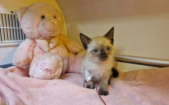 Pomóżcie Endżiemu 🙏🆘️🙏

Maluszek przeszedł transuzje krwi.
Trzeba opłacić leczenie 🙏🆘️😢
ratujemyzwierzaki.pl/endzi-felineus