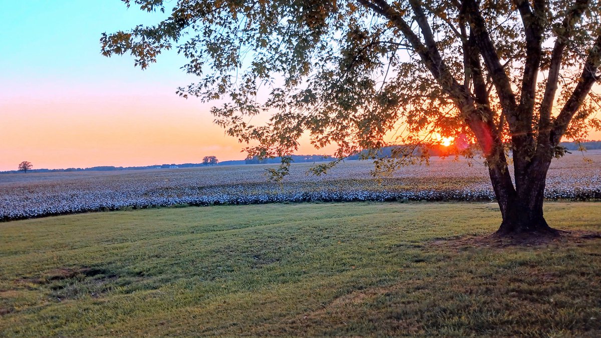 Tommy83404384's tweet photo. Enjoying a beautiful sunset and cold beer on the back porch last night.  🫠 
#October 
#CottonFields
#Alabama https://t.co/dCgCViiCUL