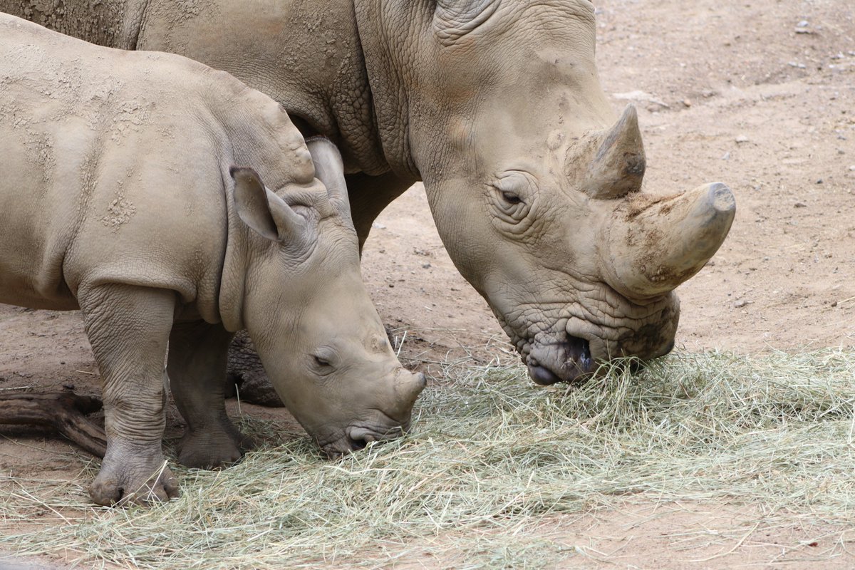 Indianapolis Zoo tweet media
