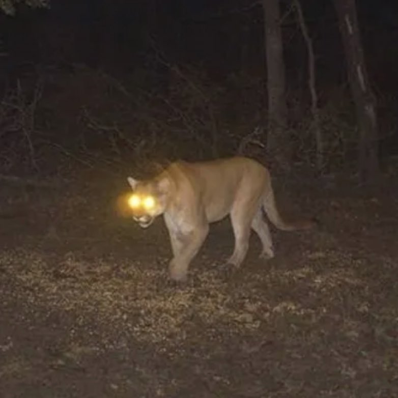 Bruiser Wolf (@theebruiserwolf) on Twitter photo Bruiser Wolf & Zack Fox
“Mountain Lion”
Produced by CONNIE
This Thursday. 10/10. 🐺 🦁 🦊 Bruiser Wolf & Zack Fox
“Mountain Lion”
Produced by CONNIE
This Thursday. 10/10. 🐺 🦁 🦊