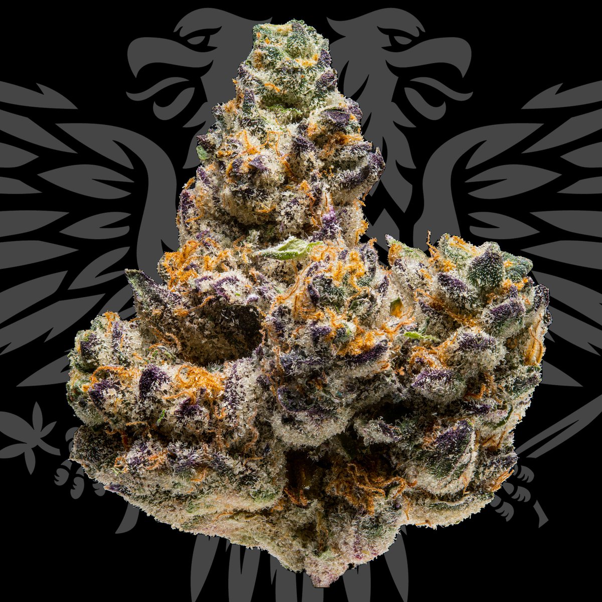DankCzar_WA's tweet photo. Bad Santa flower is making waves in the WA rec market. Have you tried this one? #cannabis #canna #terpenes #terps #weed #weedsmokers #stoner #StonerFam #flower #indoor #seattle #washington #wa #i502 #fire #photography #macro #macrophotography https://t.co/8Q67lyxrEE