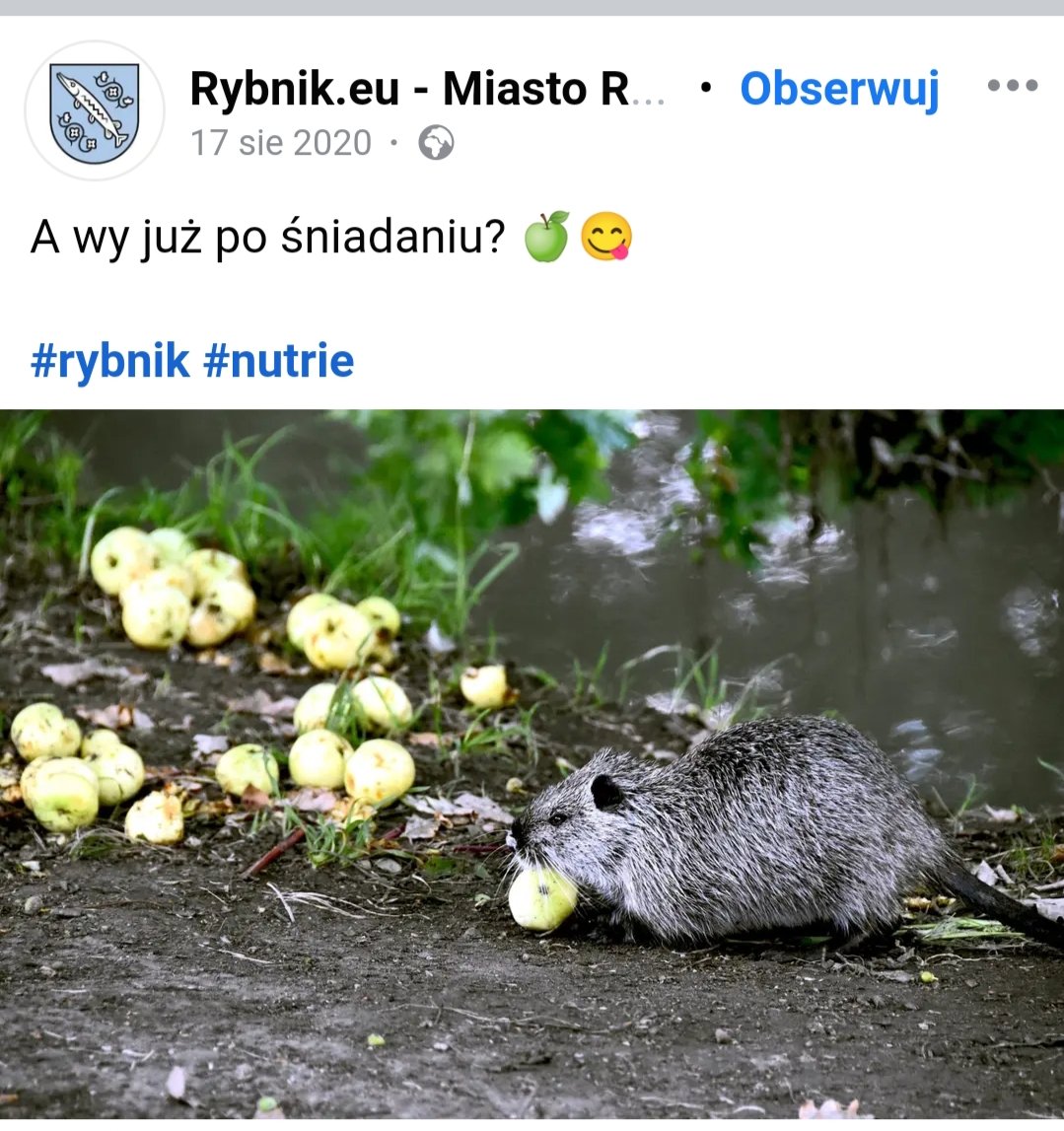 Kilka przykładów, jak prezydent Rybnika i władze miasta wykorzystywały nutrie do ocieplania wizerunku w ostatnich latach⬇️: tablice o nutriach, pozdrowienia od nutrii, żarty o nutriach. A teraz mają być zabite. I nawet na ich śmierci ktoś jeszcze chce zarobić prawie 0,5 mln zł.