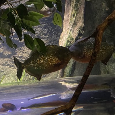 jakeutc06's tweet photo. love is in the tank #fishbowl https://t.co/Mfoa4AoDBB