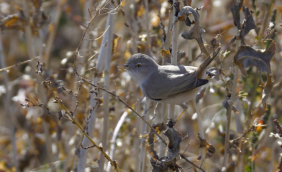 Asian Desert Warbler, Sylvia nana photographed at Podgorodnoe, Dnipropetrovsk region by Oleksandr Nastachenko - 3rd record for Ukraine