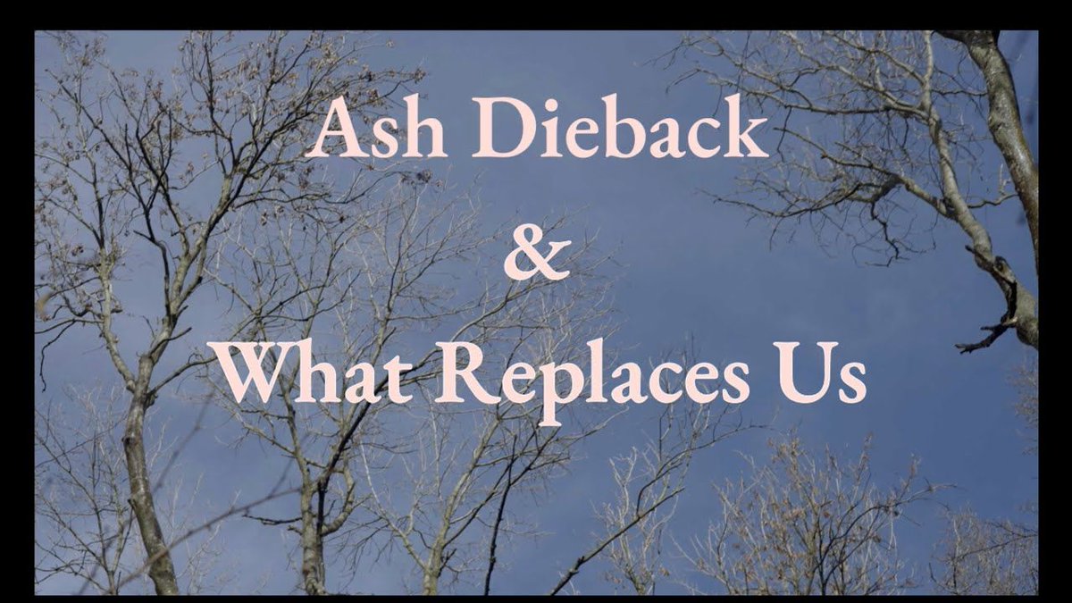 A new angle for exploring plant pathology! 🌱🎶 Oxford Music Composition PhD student Zack Di Lello reveals the impacts of plant disease through 'the language of the trees'. An inspiring cross-disciplinary journey bridging art and science! 🎥✨

Watch here: buff.ly/3U2Vjav