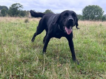 millypod1's tweet photo. 🆘7 OCT 2024 #Lost MARGOT #ScanMe 
Black Labrador Retriever Female
Princes Coverts, Fairoak Lane #Oxshott #Surrey #KT22 https://t.co/kVa6EiuAht https://t.co/UHyRQcjoo2