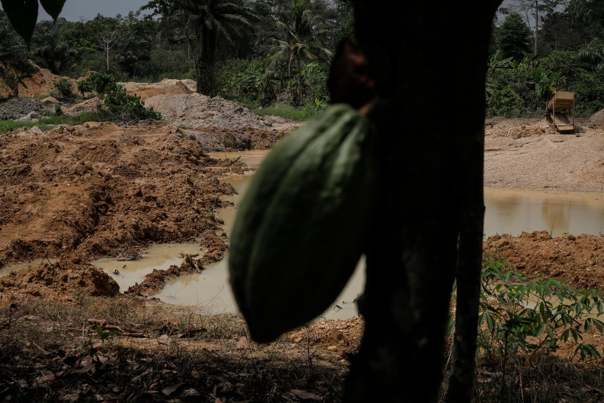 “Beneath the Gold Rush: A cocoa tree stands in the shadow of galamsey, caught between sweet harvests and toxic mining.”

"Cocoa to Chaos: The silent struggle of Ghana’s cocoa farms beneath the shadow of galamsey.”