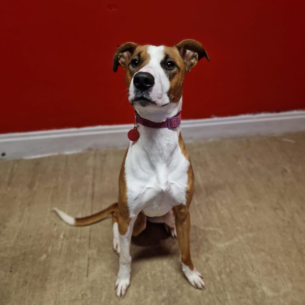 Our 4 lovely dogs looking for their forever home. For more info please call 0300 999 4247 or email rehoming@strayaid.org.uk. Or to register your interest please fill out an application form at strayaid.org.uk.