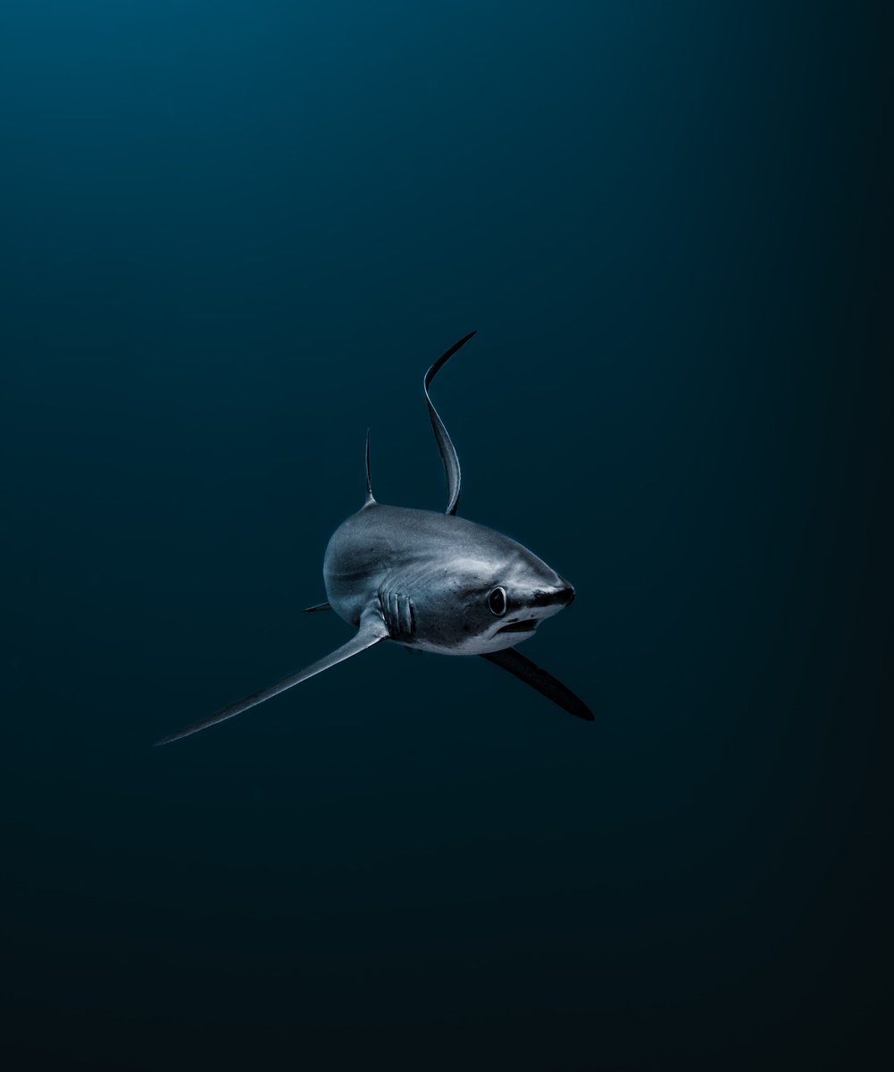 SharksEveryDayy's tweet photo. D: https://t.co/19oAzrqZdB