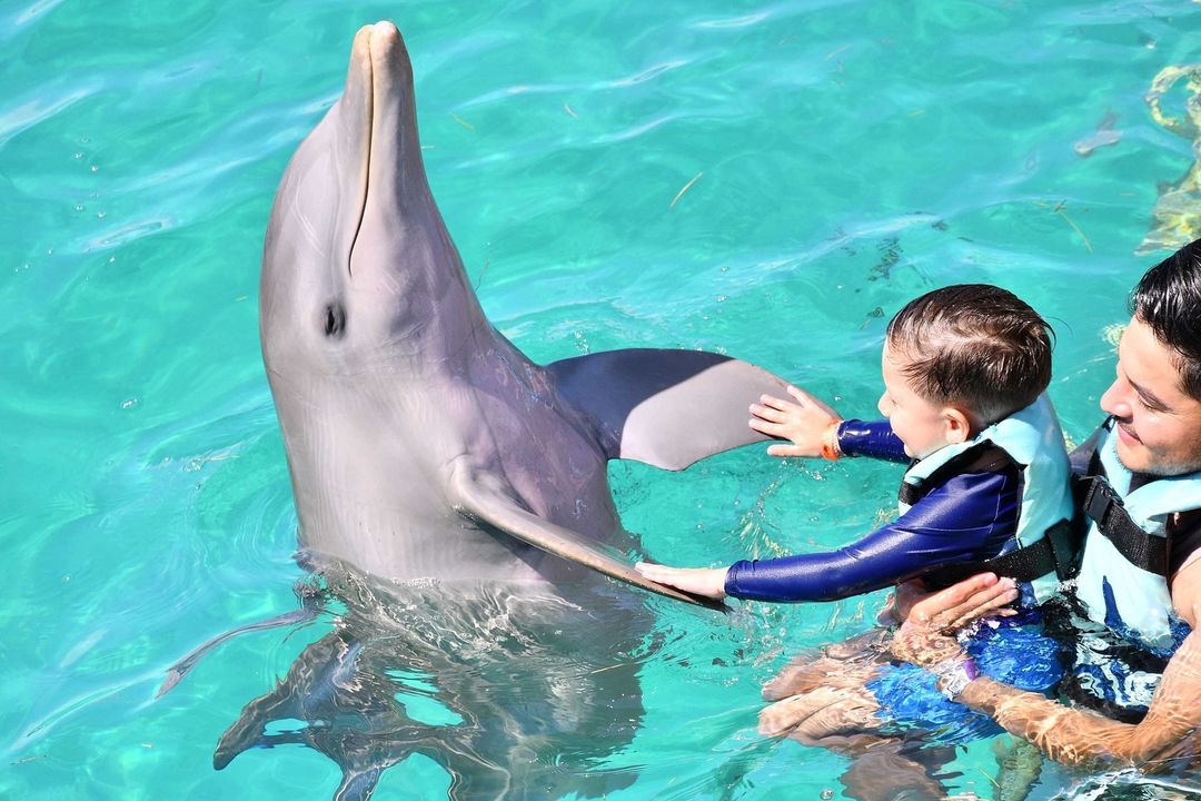 Dolphin Discovery tweet media