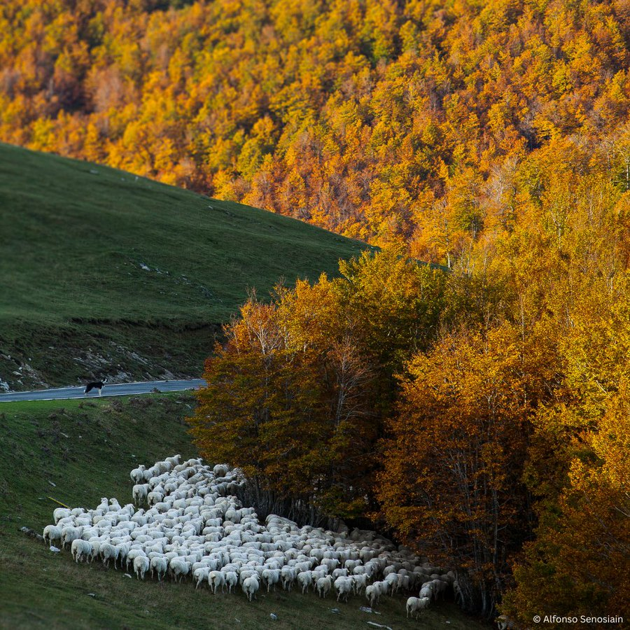 People can play a crucial role in the conservation of biodiversity🌱 

The Irati #BiosphereReserve in Spain’s Pyrenees shows how communities can protect nature.

#DYK it's the second largest beech forest in Europe?  

👉 unesco.org/en/articles/un…… 

<a href="/UNESCO_MAB/">UNESCO Biodiversity</a>

via <a href="/UNESCO/">UNESCO 🏛️ #Education #Sciences #Culture 🇺🇳</a>