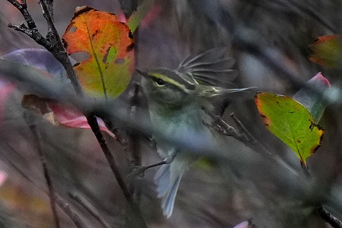 The Pallas's Warbler at Utsira, 7th Oct. 2024.

#utsira
#bif
#twitterbird 
#phylloscopusproregulus
#birder