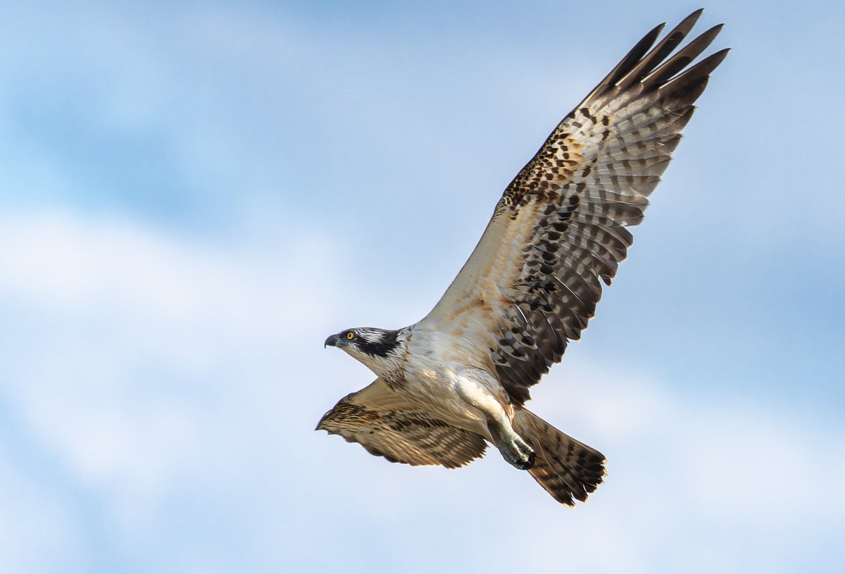 Osprey seen over Titchfield Haven at the weekend.