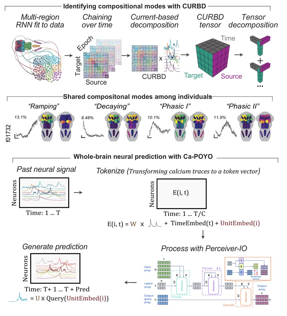 Kempner Institute at Harvard University (@kempnerinst) on Twitter photo Stop by poster 431.07 Board Z2 at 10a this morning at #SfN24 for “Identifying and modeling brain-wide neural activity structure in larval zebrafish,” presented by <a href="/yuven_duan/">Yu Duan</a> from <a href="/KanakaRajanPhD/">Kanaka Rajan</a>’s lab. Work in collab w/ <a href="/mattperich/">Matt Perich</a> & <a href="/KarlDeisseroth/">Karl Deisseroth</a>. #KempnerInstitute <a href="/SfNtweets/">Society for Neuroscience (SfN)</a> Stop by poster 431.07 Board Z2 at 10a this morning at #SfN24 for “Identifying and modeling brain-wide neural activity structure in larval zebrafish,” presented by <a href="/yuven_duan/">Yu Duan</a> from <a href="/KanakaRajanPhD/">Kanaka Rajan</a>’s lab. Work in collab w/ <a href="/mattperich/">Matt Perich</a> & <a href="/KarlDeisseroth/">Karl Deisseroth</a>. #KempnerInstitute <a href="/SfNtweets/">Society for Neuroscience (SfN)</a>