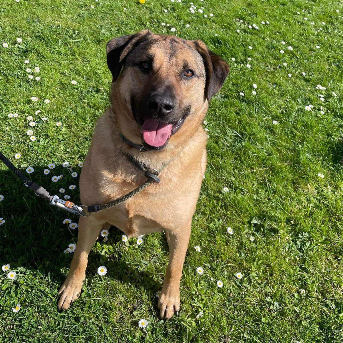 rescuedoggypaws's tweet image. BRUCE is in kennels in #Immingham
This wonderful boy has been with the kennels since he was a baby. He is now nearly 4 years old.
He did have some time in a home but he likes to have his toys to himself so they found he can’t live with another dog
#Lincolnshire #Grimsby #hull