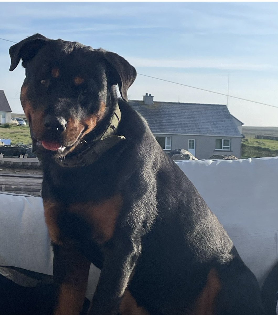 Can you share for Otto? 

Otto is a friendly lump! He’s strong and likes to jump up (doesn’t know his own size) he’s looking for a home. Good with cats, kids and other dogs. All his details are here help2rehome.com Can you share for Otto? 🐶 🏠