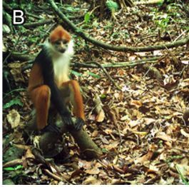 First recorded sighting of the Critically Endangered Tricolour Langur, Presbytis chrysomelas cruciger (Thomas, 1892) (Primates, Cercopithecidae), in Jemoreng Protected Forest, Sarawak, Malaysia 

doi.org/10.15560/20.2.… 

 #checklist #checklistjournal #pensoftpublishers