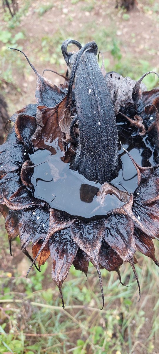 FPetorin's tweet image. Bon ben ce n&apos;est gagné pour la récolte !😬😢
#MondayMotivation #agriculture #PluieInondation @meteofrance @FranceAgricole @TF1 @CNEWS @BFMTV @terresoleopro @terresinovia