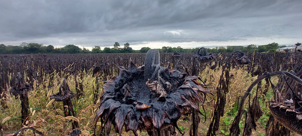FPetorin's tweet image. Bon ben ce n&apos;est gagné pour la récolte !😬😢
#MondayMotivation #agriculture #PluieInondation @meteofrance @FranceAgricole @TF1 @CNEWS @BFMTV @terresoleopro @terresinovia