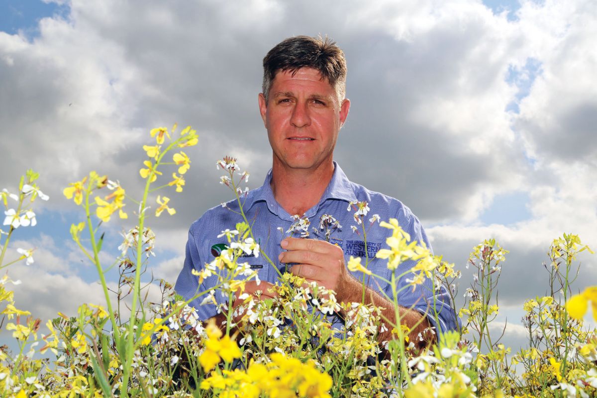 Dr Michael Ashworth and his team from <a href="/AHRI_Team/">AHRI</a> at <a href="/uwanews/">UWA</a> have been monitoring changes in wild radish in response to weed control methods, with GRDC support.

Read about their findings ▶️ bit.ly/3zxUX4U

#GroundCoverOnline #WildRadish #HarvestWeedSeedControl